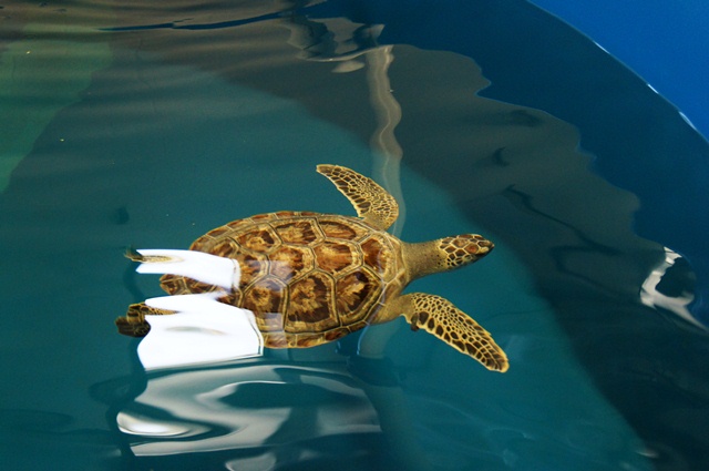 Green turtle 2